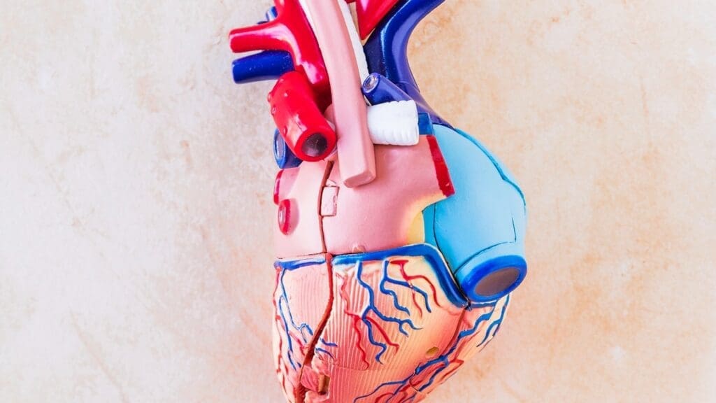 human circulatory system