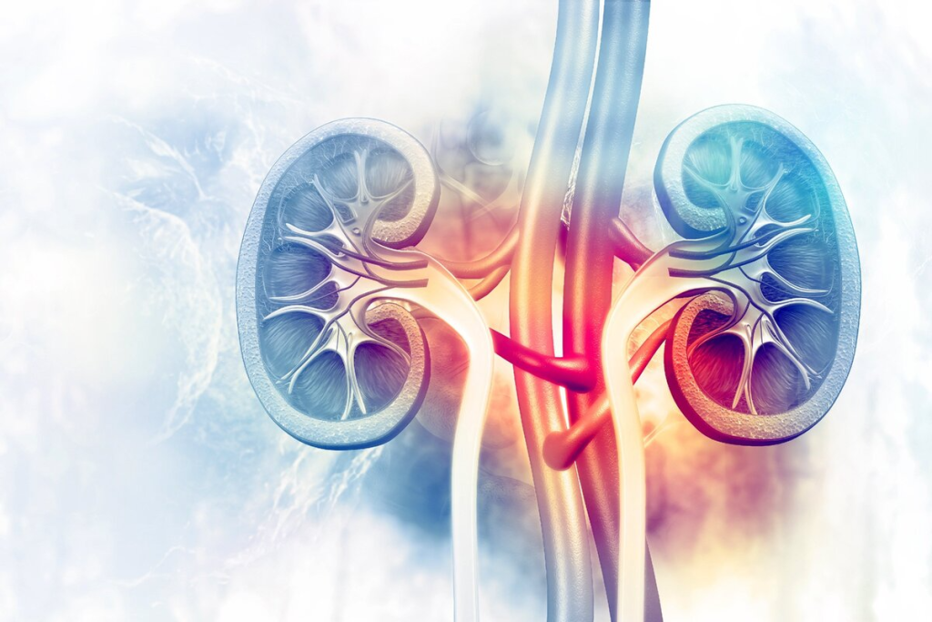 Nephrology: Crucial Difference from Urology