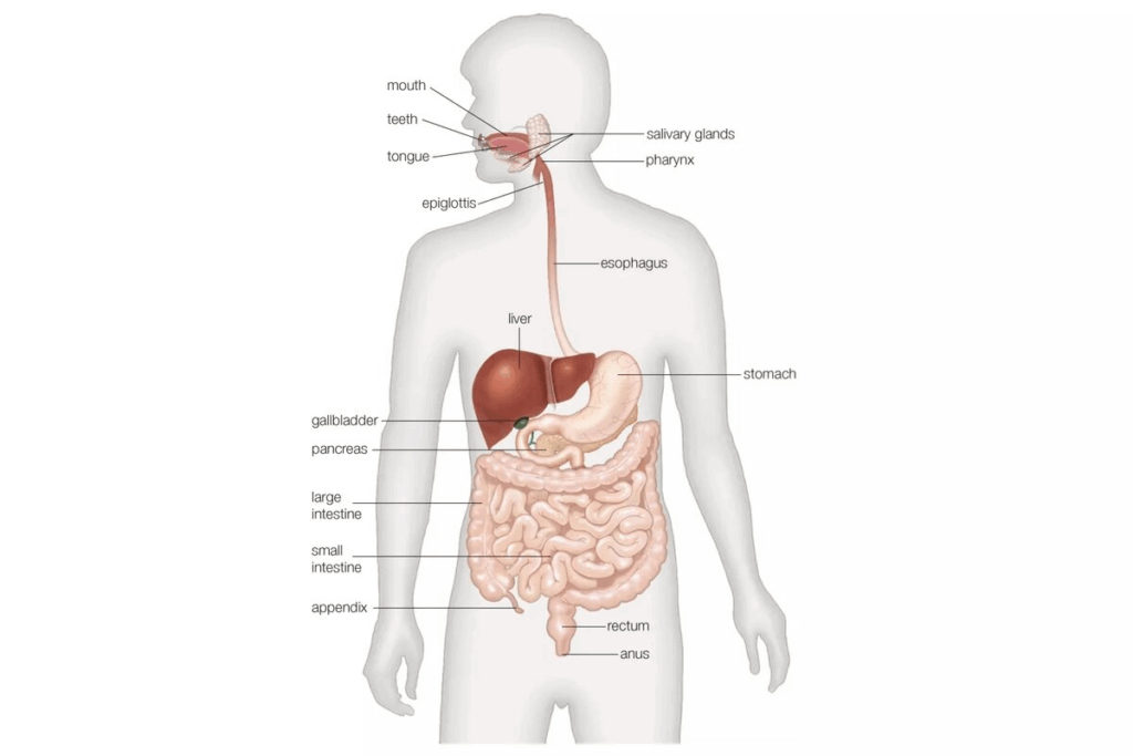 How Big Is Your Large Intestine? Key Facts