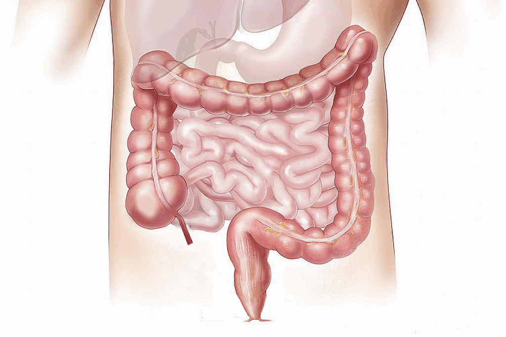 Diagram of Large Bowel: 7 Key Parts Explained