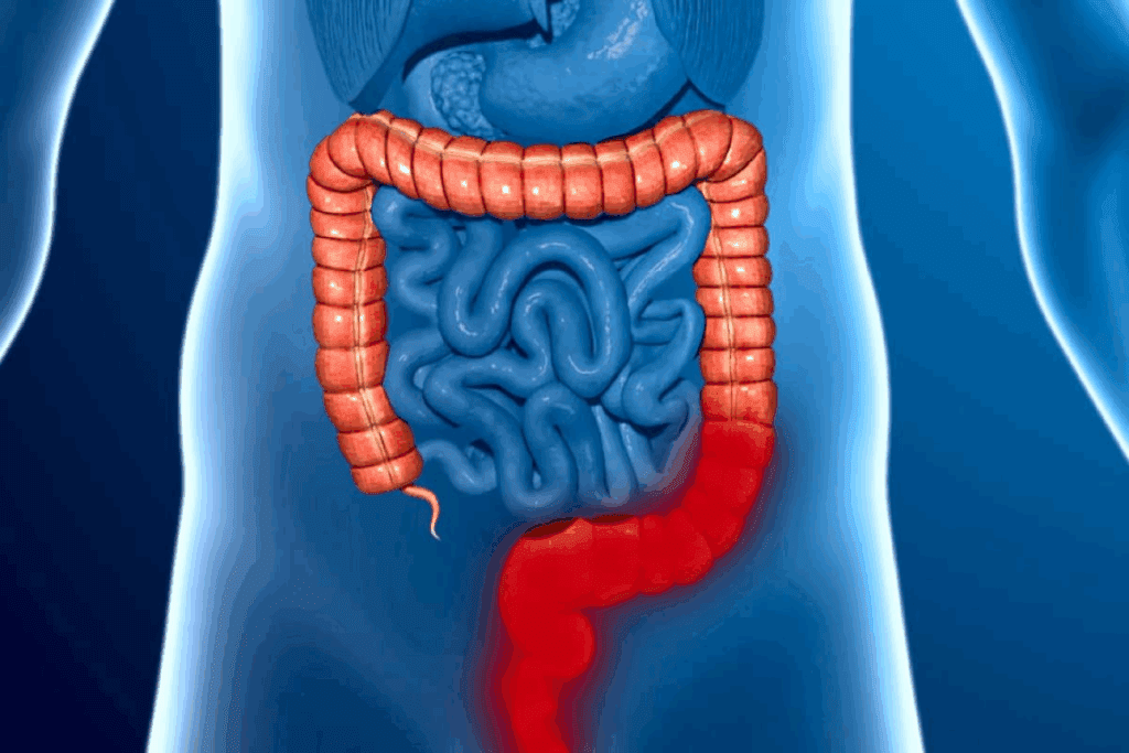 How Long Is Your Large Intestine? Explained