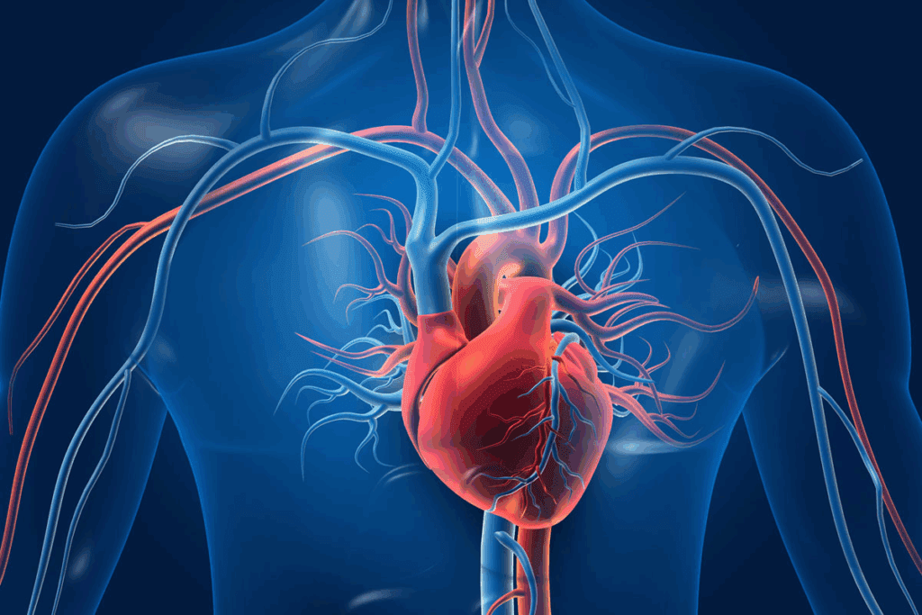 Coronary Vessels: 9 Crucial Key Facts on Circulation