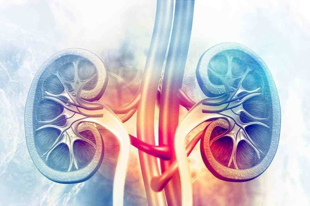 Kidney CT Scan Results: 12 Key Findings Explained
