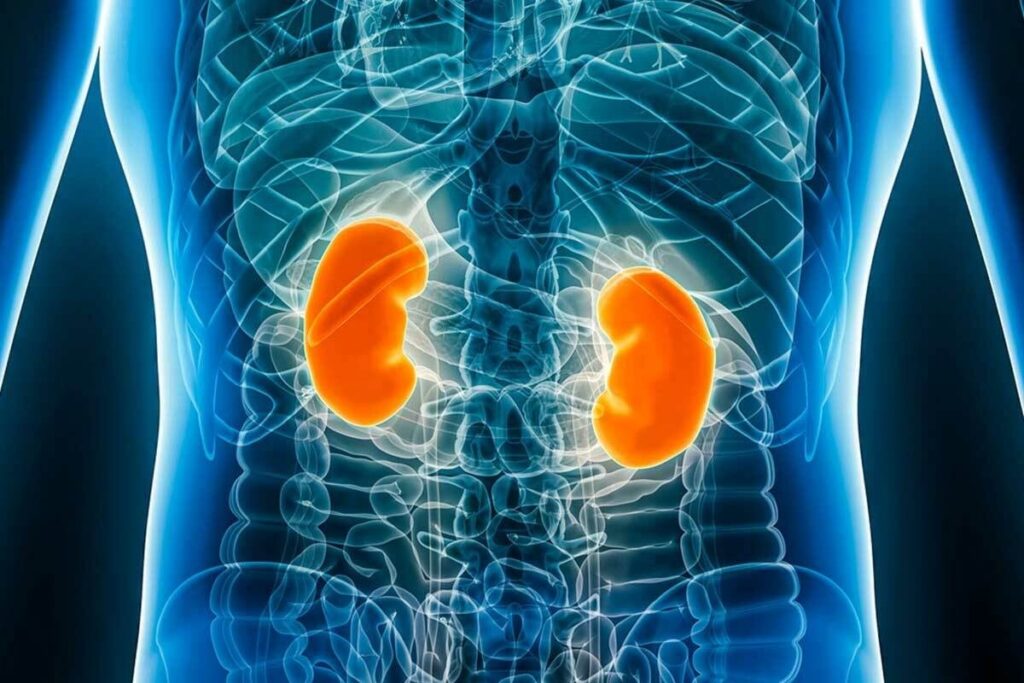 NM Kidney Scan: Renal Function Evaluation