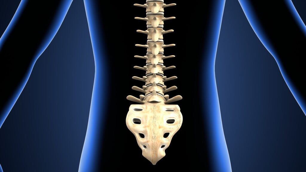 lumbosacral spine anatomy