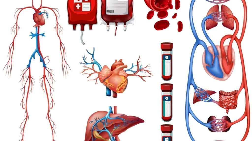 pulmonary and systemic blood circulation