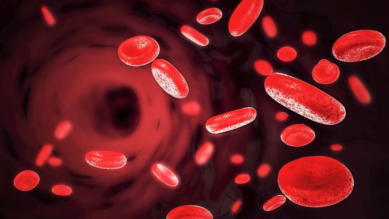 Pulmonary and Systemic Blood Circulation: 7 Key Functions and Pathways Explained