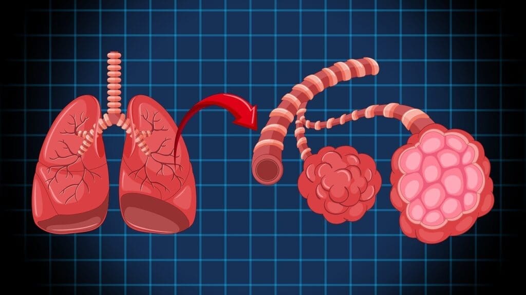 pulmonary circulation system