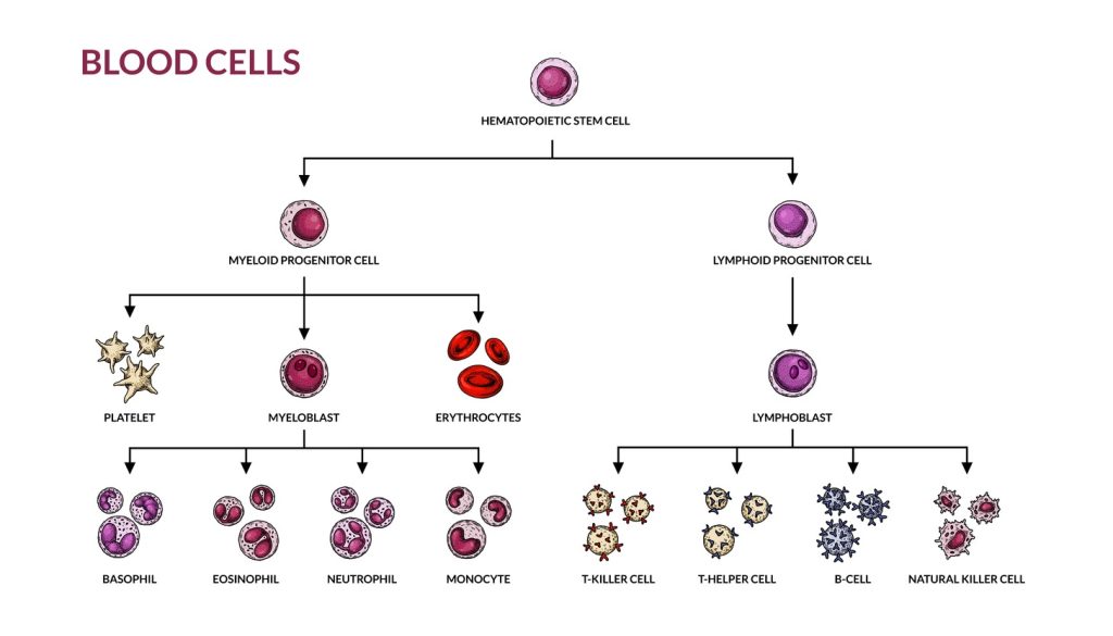 the process of making blood cells the process of making blood cells
