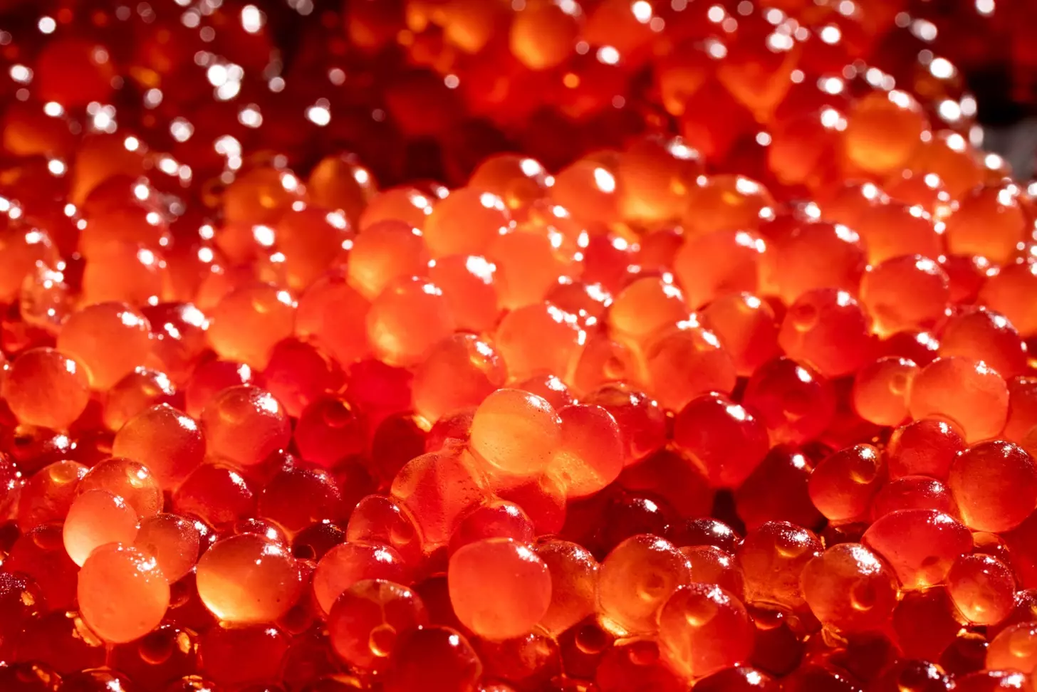 What Is the Difference Between Red and Yellow Bone Marrow?