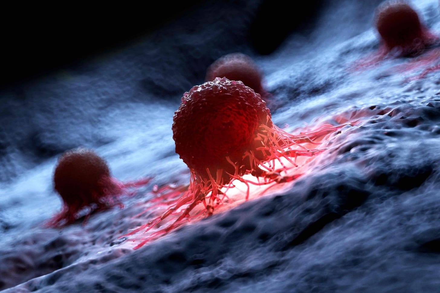 Where Does Myeloid Hemopoiesis Take Place in Adults and Why?