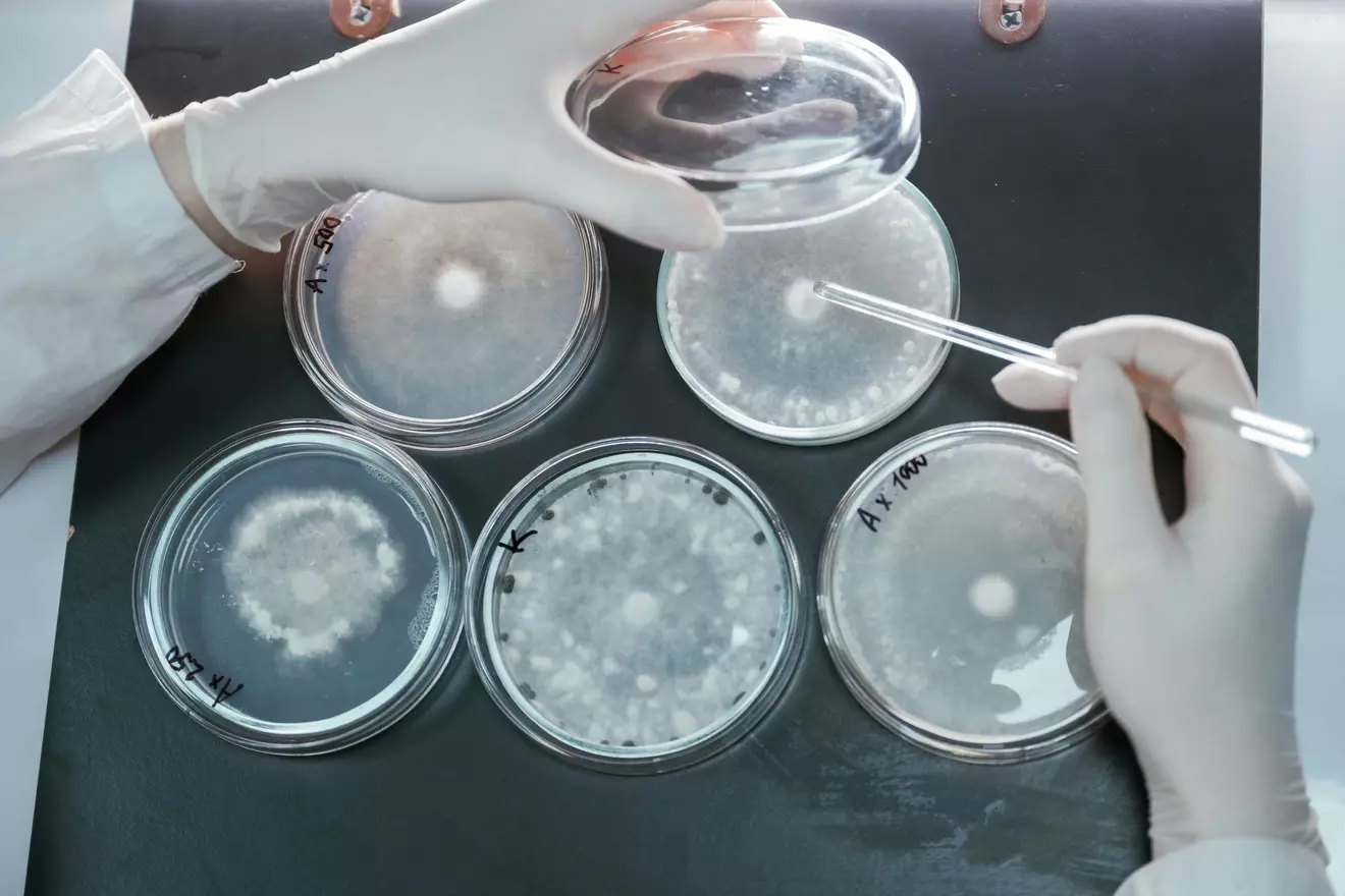 How Do White Blood Cells Fight Cancer and What Cells Kill Tumors? 1 How Do White Blood Cells Fight Cancer and What Cells Kill Tumors?